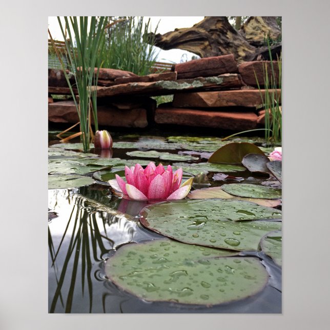 Poster Nymphéas roses et reflets Photographie (Devant)