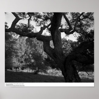 Poster Oak Tree in the West Ridge, UC Père Noël Cruz, 196