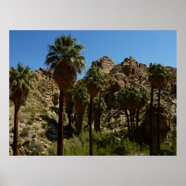 Poster Oasis Lost Palms I dans le Parc national de Joshua (Devant)