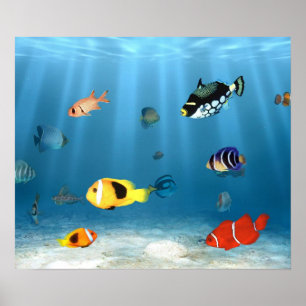 Poster Océans Du Poisson