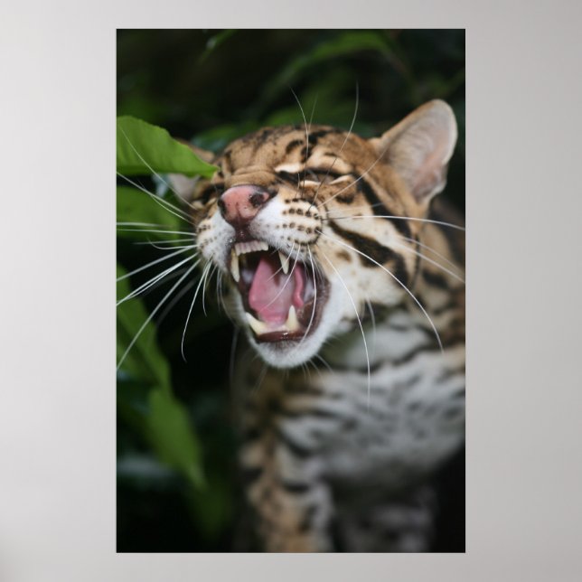 Poster - Ocelot snarl (Devant)