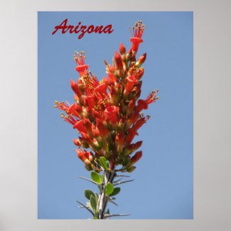 Poster Ocotillo Bloom - Arizona