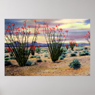 Poster Ocotillos du désert de l'Arizona en fleurs