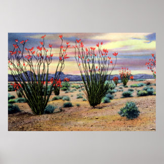 Poster Ocotillos du désert de l'Arizona en fleurs
