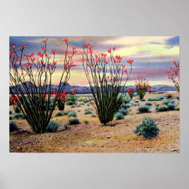 Poster Ocotillos du désert de l'Arizona en fleurs (Devant)