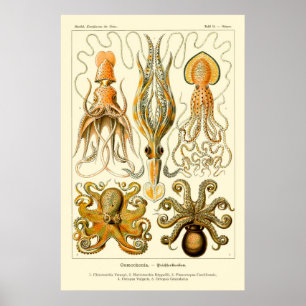Poster Octopus et calmar