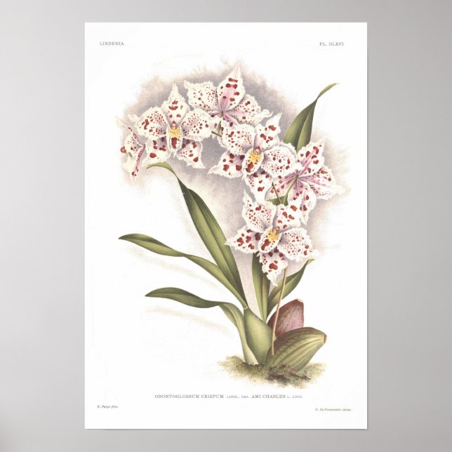 Poster Odontoglossum crispum (Devant)