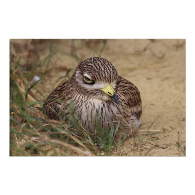 Poster Oedicnemus (Devant)