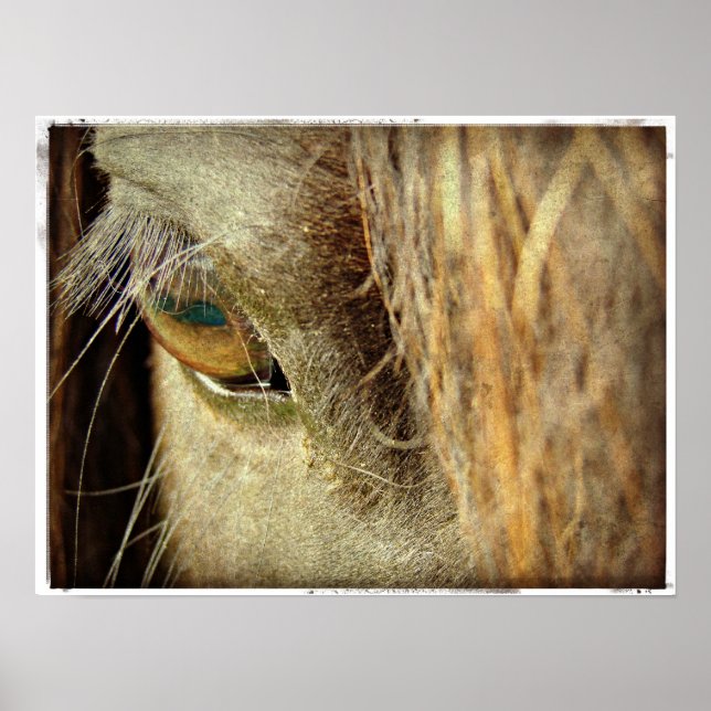 Poster Oeil de cheval noir (Devant)