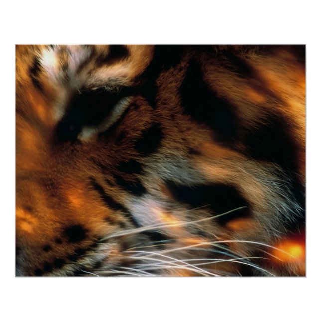 Poster Œil de Tigre Doré Gros Plan Faune (Devant)