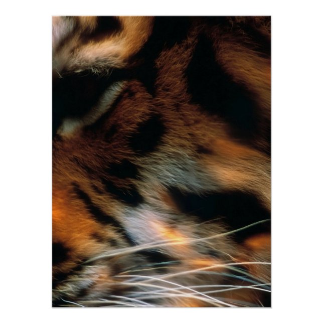 Poster Œil de tigre doré gros plan faune  (Devant)
