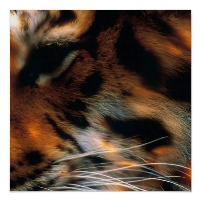 Poster Œil de Tigre Doré Gros Plan Faune (Devant)