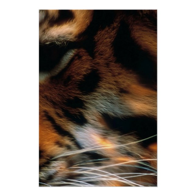 Poster Œil de tigre doré gros plan faune  (Devant)