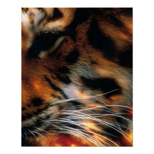 Poster Œil de tigre doré gros plan faune  (Devant)