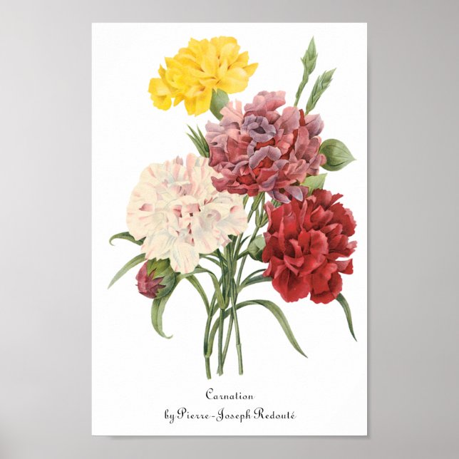 Poster Œillets anciens Dianthus Fleurs de jardin Redoute (Devant)