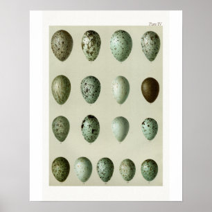 Poster Oeufs d'oiseaux