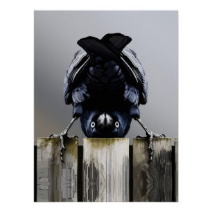 Poster Œuvre d'art murale corbeau drôle – Oiseau à l'enve