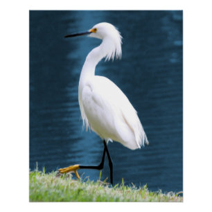 Poster Œuvre d'art murale d'aigrette minimaliste nature c
