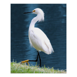 Poster Œuvre d'art murale d'aigrette minimaliste nature c