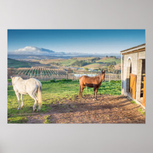 Poster of two Arabian Horses