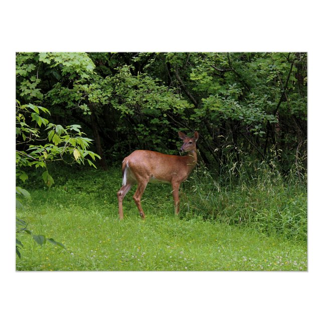 Poster Oh cerfs communs ! (Devant)