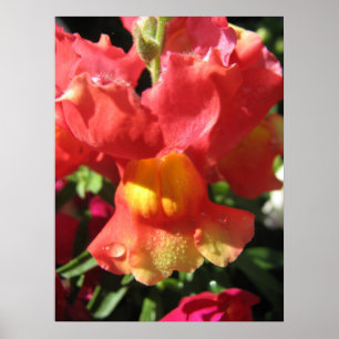 Poster Oh, Snap ! Dragon