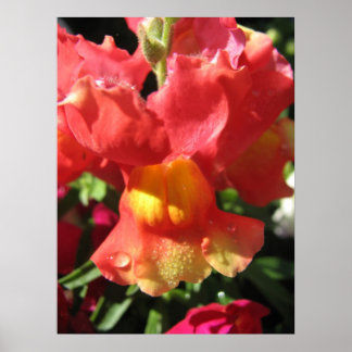 Poster Oh, Snap ! Dragon