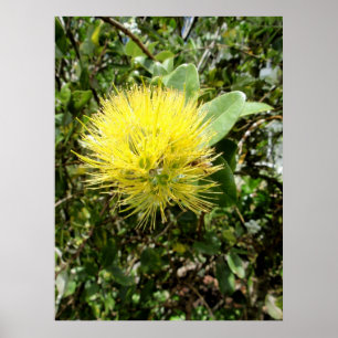 Poster Ohia Lehua jaune