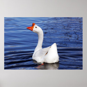 Poster oie blanche nager sur l'eau bleue photo