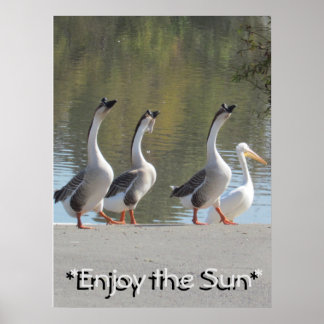 Poster - Oies aimantes du Soleil