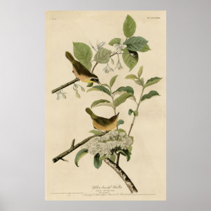 Poster Oiseau, Amérique, Paruline à poitrine jaune, Audub