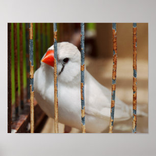 Poster Oiseau blanc Zèbre Finch en cage