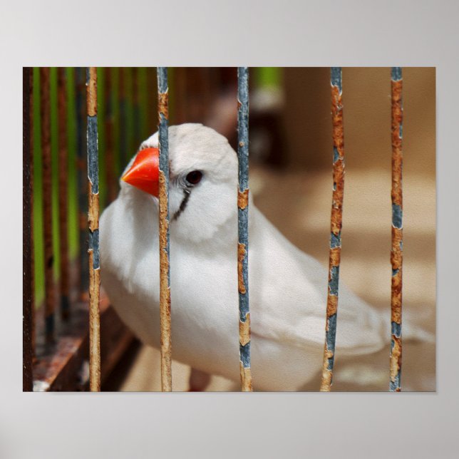 Poster Oiseau blanc Zèbre Finch en cage (Devant)