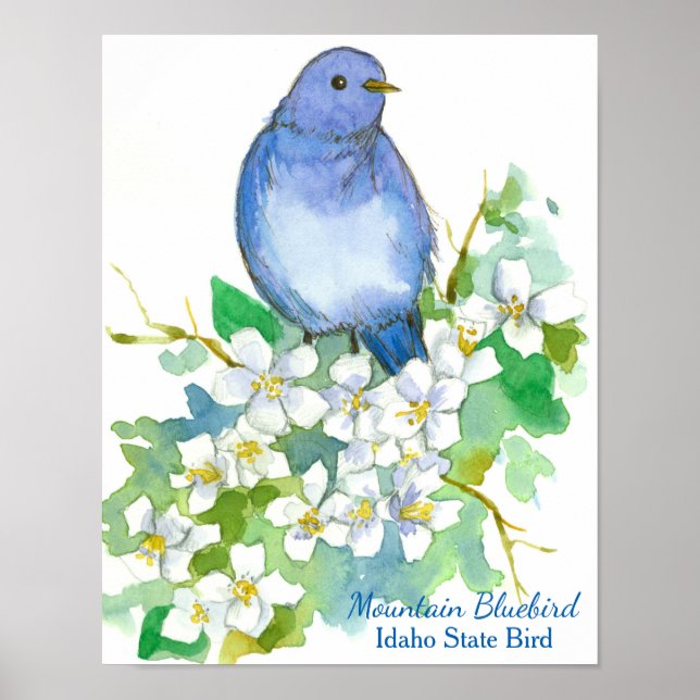 Poster Oiseau bleu de montagne de l'Idaho (Devant)