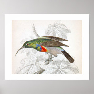 Poster Oiseau d'art vintage