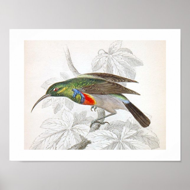 Poster Oiseau d'art vintage (Devant)