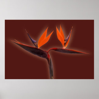 Poster Oiseau du Paradis