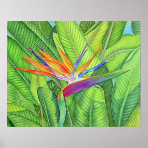 Poster Oiseau du Paradis