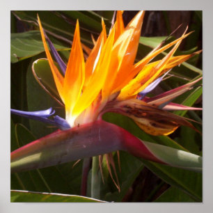 Poster oiseau du paradis 1