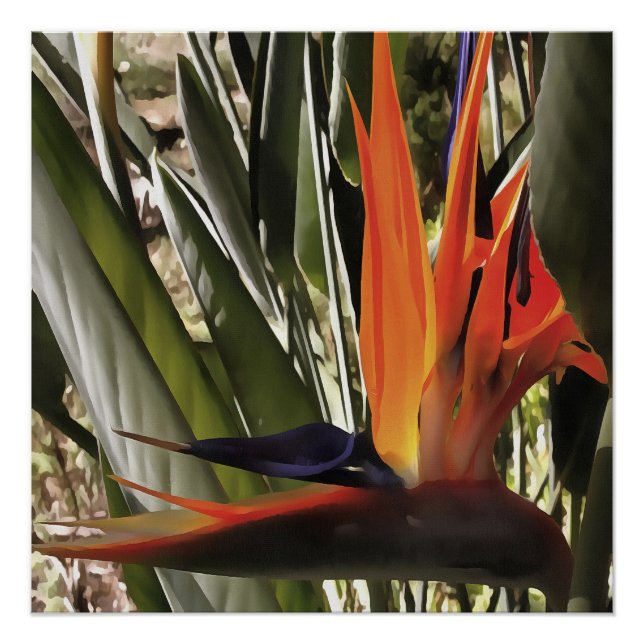Poster Oiseau du Paradis Strelitzia Reginae Acrylique Pai (Devant)