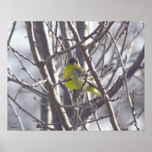 Poster - Oiseau jaune dans les branches