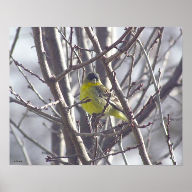 Poster - Oiseau jaune dans les branches (Devant)