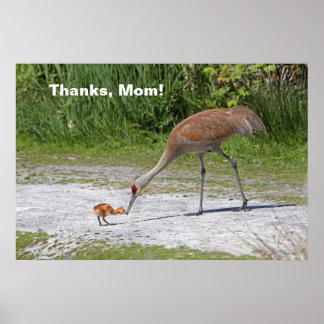 Poster Oiseau maternel et grues de Sandhill d'oiseaux