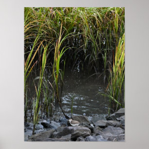 Poster Oiseau sur les rochers