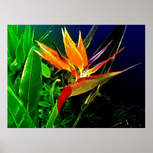 Poster Oiseau tropical