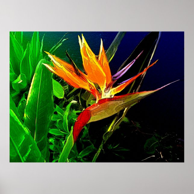 Poster Oiseau tropical (Devant)