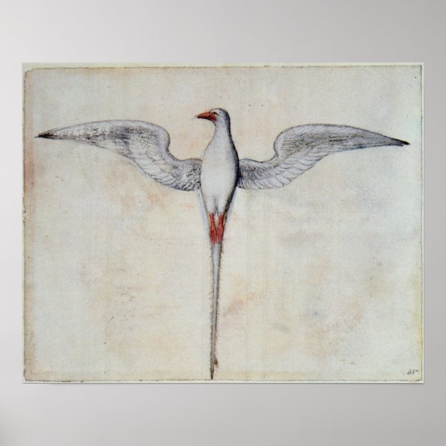 Poster Oiseau tropique (Devant)