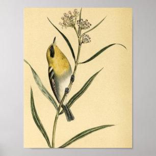 Poster Oiseau vintage de fauvette jaune