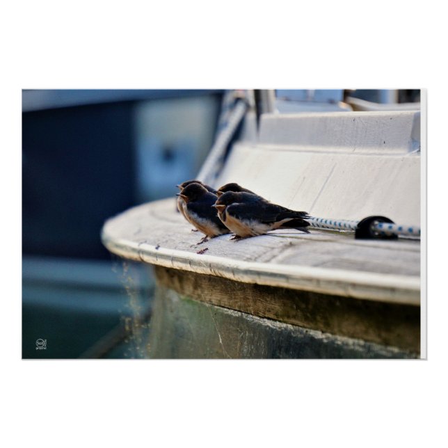 Poster Oiseaux blancs sur une ligne dans le port (Devant)