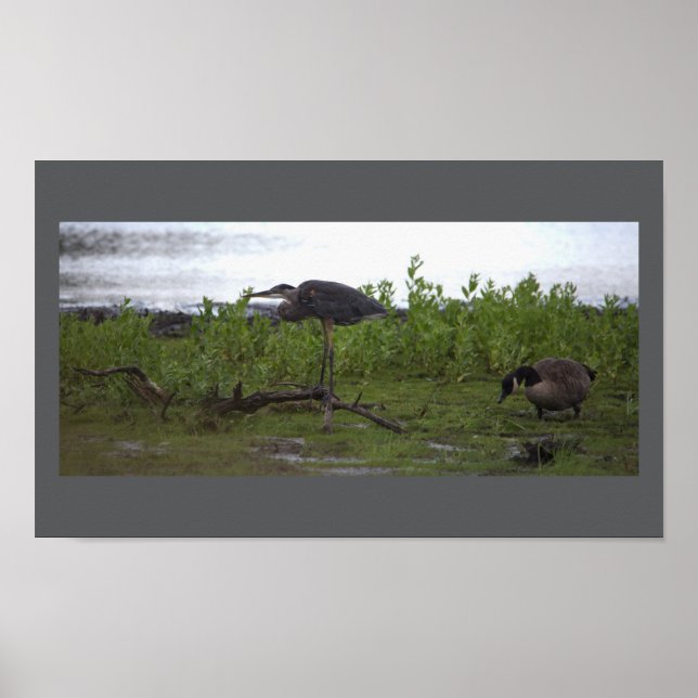 Poster Oiseaux by the Water (Devant)